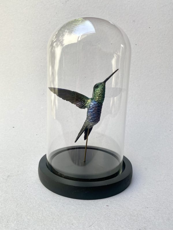 Colibri zafiro en resina