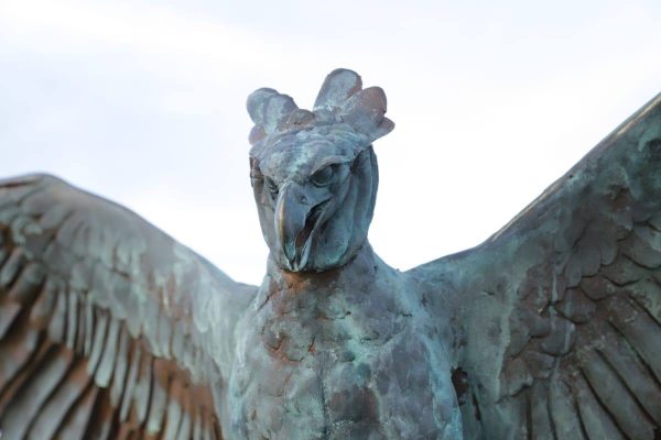 Águila Harpia - Imagen 2