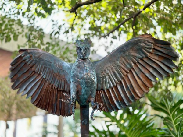 Águila Harpia
