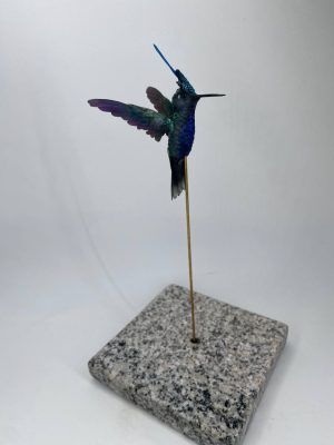 Colibri capeton