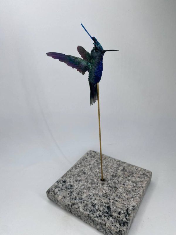 Colibri capeton