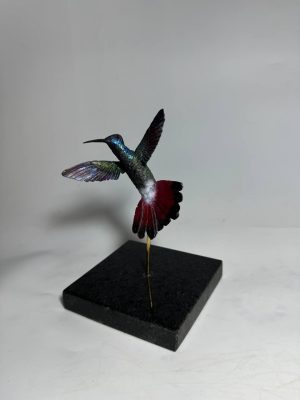 Colibri de vientre negro