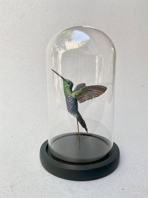 Colibri zafiro con cupula de cristal