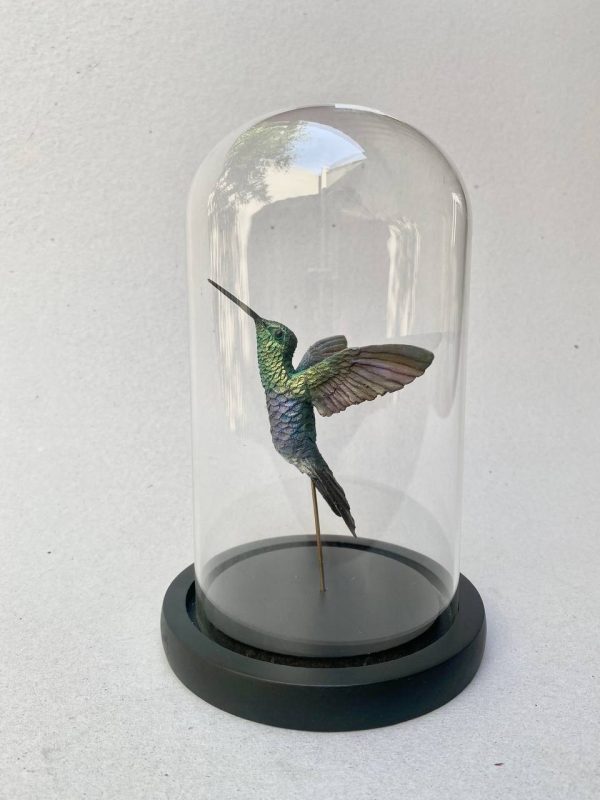 Colibri zafiro con cupula de cristal