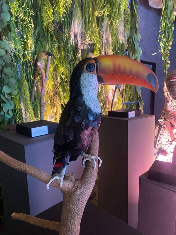 Tucan negro