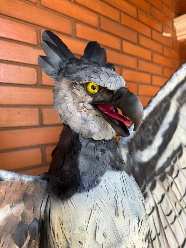 Águila harpía escala real - Imagen 2
