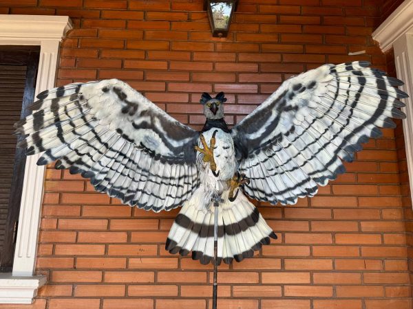 Águila harpía escala real - Imagen 3