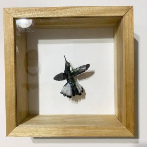 Colibri negro con marco de madera petereby