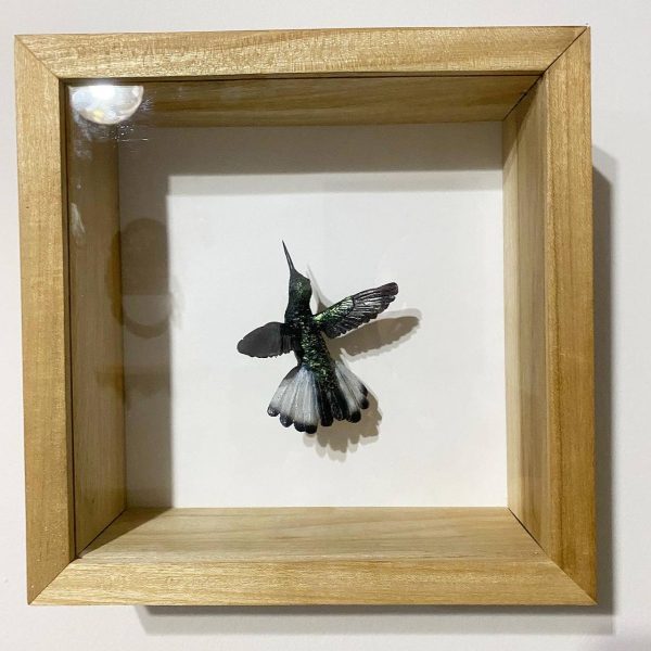 Colibri negro con marco de madera petereby
